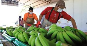 Paraguay se prepara para exportar banana a Chile