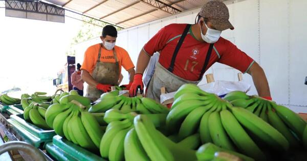 Paraguay se prepara para exportar banana a Chile