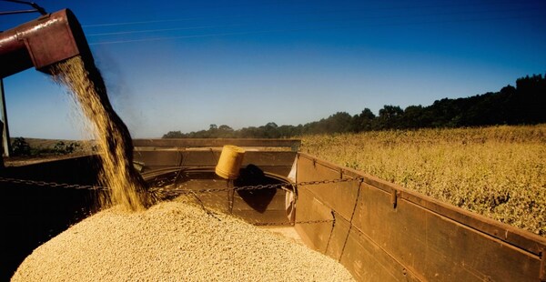 Exportación de soja, sésamo y arroz son los que más crecieron a agosto