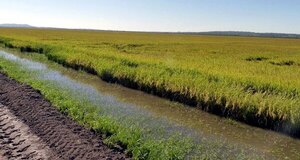 Soja, arroz y maíz fueron los productos exportados que más crecieron