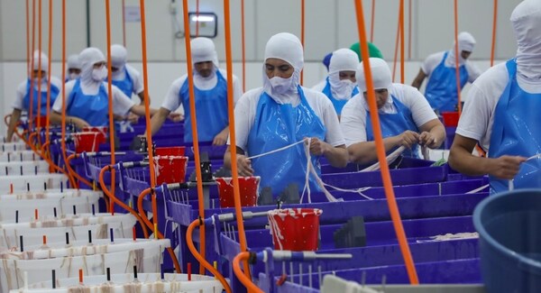 Industria de procesamiento de menudencias amplía instalaciones en Limpio y genera 250 empleos directos
