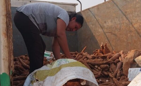 Colonos ya vendieron 729.000 kilos de mandioca a industrias con apoyo del INDERT