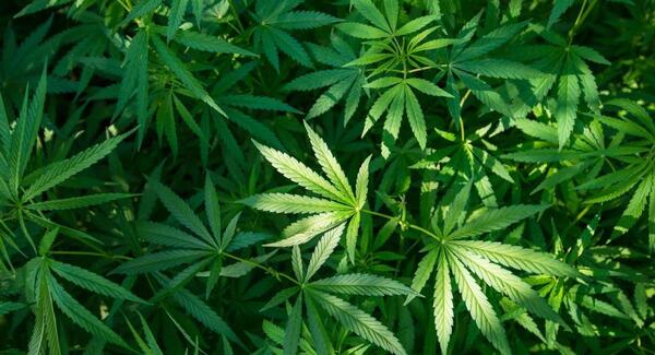 Dinavisa aclara que plantas medicinales en estado natural no son objeto de registro sanitario