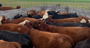 Novillo Mercosur alcanzó el nivel más alto: subas predominan en Brasil, Paraguay y Uruguay