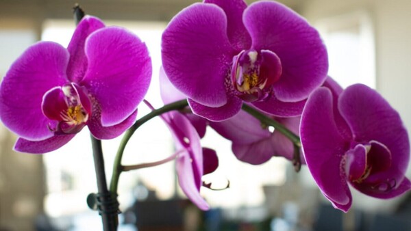 El Cuidado de las orquídeas: consejos para mantenerlas saludables