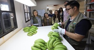 Bananas de Tembiaporá ingresan al mercado brasilero