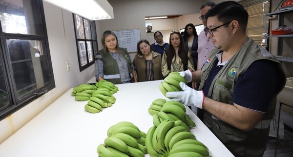 Bananas de Tembiaporá ingresan al mercado brasilero