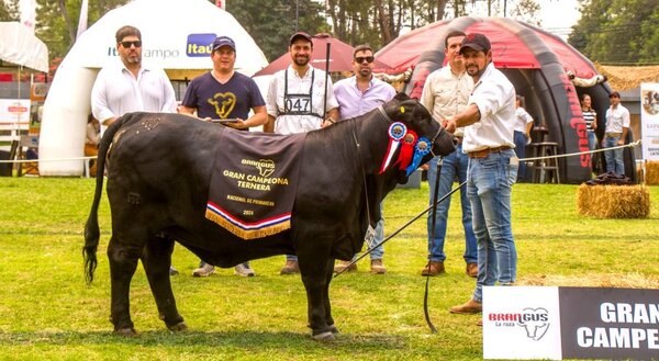 La Nacional Brangus de Primavera eligió a los mejores ejemplares de bozal