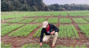 Evalúan 104 materiales genéticos de trigo para mejor adaptación a las condiciones locales