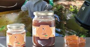 La Miel de los Humedales de Ñeembucú fue seleccionada para potenciar su valor como Indicación Geográfica de Paraguay
