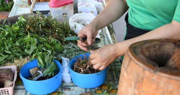 Comerciantes de Salto del Guairá realizan primera cosecha de remedios yuyos