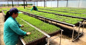 ITAIPU cierra el 2023 con una producción anual récord de 1.140.064 plantines
