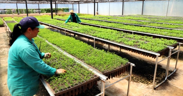 ITAIPU cierra el 2023 con una producción anual récord de 1.140.064 plantines