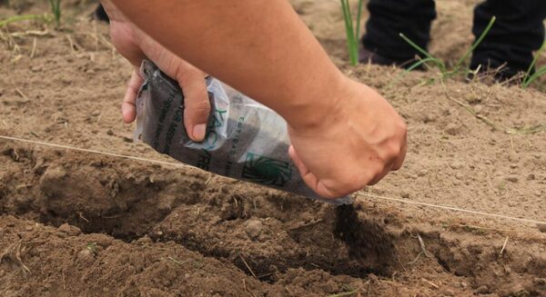 Promueven cultivo de cebollas en Ñeembucú