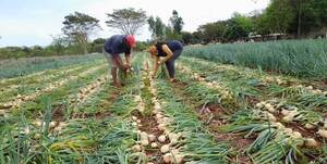 Productores de la Agricultura Familiar del distrito de Gral. Delgado cosecharon 600.000 kilos de cebolla