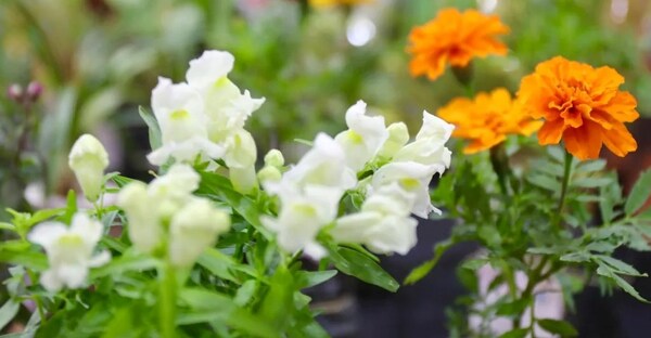 Feria “Yvoty Rapé-circuito de las flores se realizará del 19 al 30 de setiembre en la Compañía Cabañas