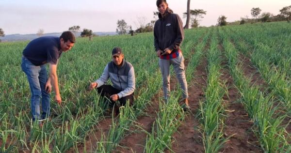 Productores cosecharán 4 millones de kilos de cebolla en esta zafra