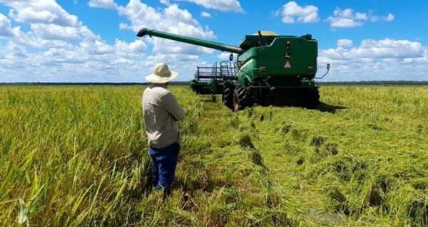 El sector arrocero se muestra resiliente ante desafíos climáticos gracias a buenas prácticas agrícolas