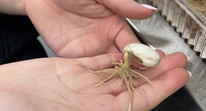 Culmina pruebas de germinación en el Vivero Forestal de Itaipu