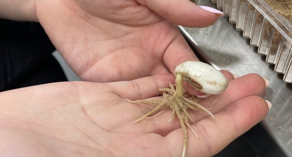 Culmina pruebas de germinación en el Vivero Forestal de Itaipu