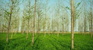FAO invita a presentar modelos agroforestales del proyecto PROEZA