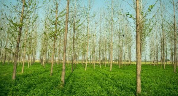 FAO invita a presentar modelos agroforestales del proyecto PROEZA