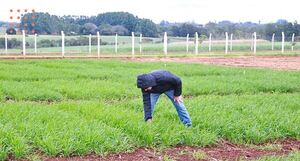 INBIOTEC trabaja en mejoramiento de cultivo de trigo