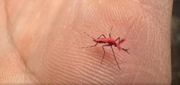 MUNDO | Liberan mosquitos rojos para combatir el dengue en Argentina y piden no matarlos