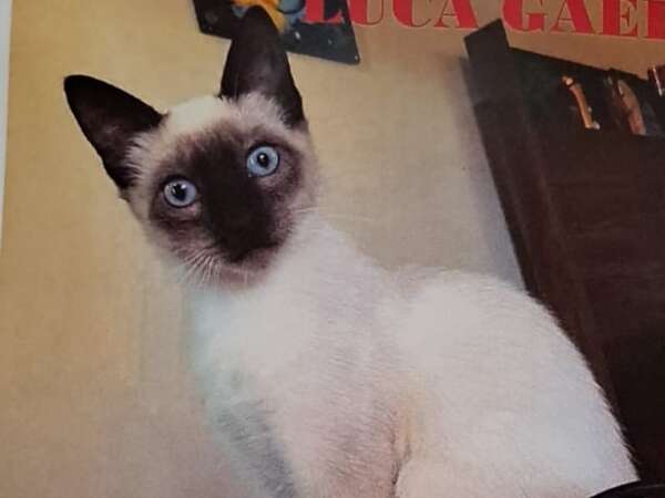 Luca Gael - Encontrá a tu mascota - ABC Color