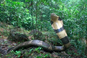 Descubrieron en la India una nueva especie de cobra venenosa que mide más de 3 metros