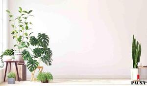Prepará tus plantas de interior para el verano | Pausa