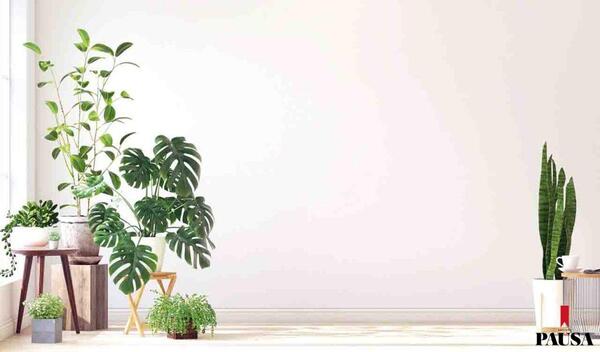 Prepará tus plantas de interior para el verano | Pausa