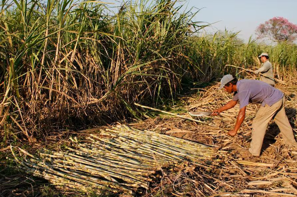 Cañicultores de Caaguazú exigen sanciones y cierre de rutas