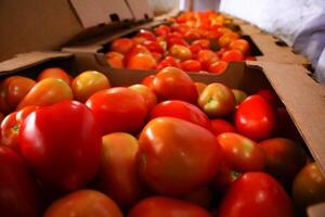 Exportación frutihortícola a Argentina: “Los productos paraguayos demuestran ser competitivos en calidad y precio” • PARAGUAY TV