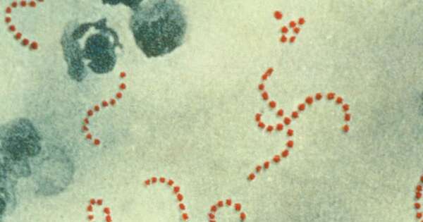 Diario HOY | Mitos y realidades sobre la bacteria estreptococo en niños y adolescentes