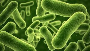 Falleció una niña afectada por una bacteria - SNT
