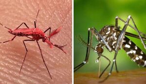 Crean mosquitos rojos para el combate contra el dengue