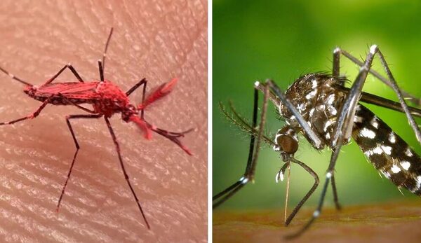 Crean mosquitos rojos para el combate contra el dengue