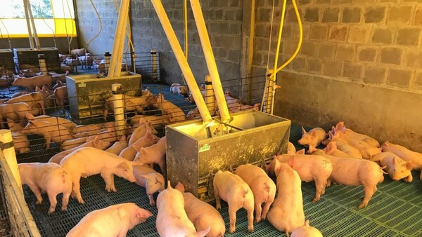Fomentan la producción y consumo de carne porcina en Itapúa