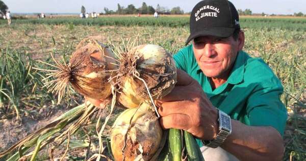 Diario HOY | Concretan envío de casi 30 mil kilos de cebolla nacional al mercado argentino