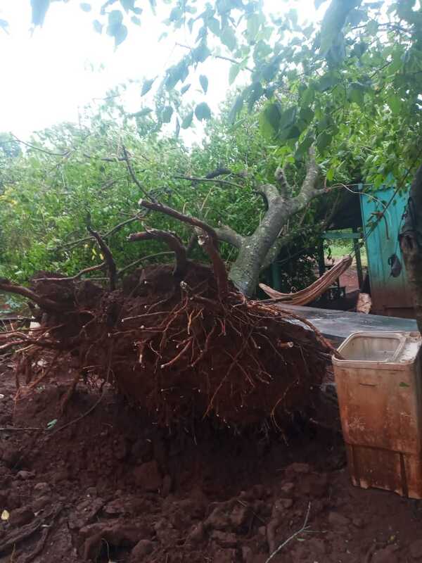 Temporal arrancó árboles y destechó viviendas, en Itapúa Poty