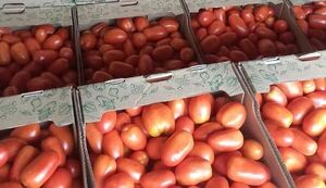 Continúa exportación de frutihortícolas a la Argentina y se miran otros mercados