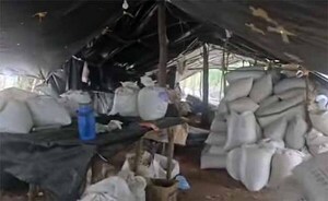 Desmantelan estructura criminal e incautan casi 32 toneladas de marihuana valuada en US$ 4,6 millones en Canindeyú | DIARIO PRIMERA PLANA