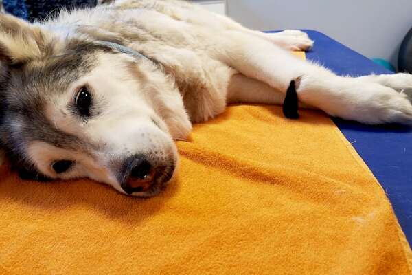 Abre en Italia la primera clínica veterinaria social para mascotas de los más vulnerables - Mascotas - ABC Color