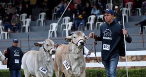 La Nación / Clasificación y tipificación bovina son claves para los mercados internacionales