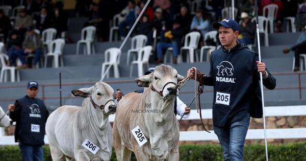 La Nación / Clasificación y tipificación bovina son claves para los mercados internacionales