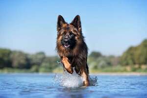Un perro se está adiestrando para encarnar el regreso del ‘Comisario Rex’ - Mascotas - ABC Color
