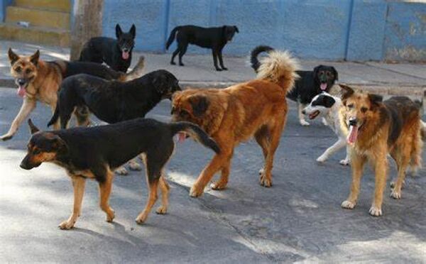 Atacadas por perros de una vecina