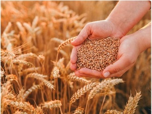 Capamol anuncia el mayor evento de agronegocios del año con impacto directo en la economía y el turismo – La Mira Digital