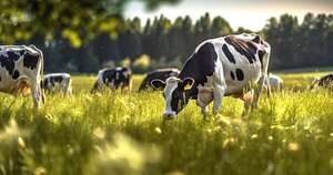 La Nación / Ganaderos podrán “ponerse el saco” de productores de carne premium